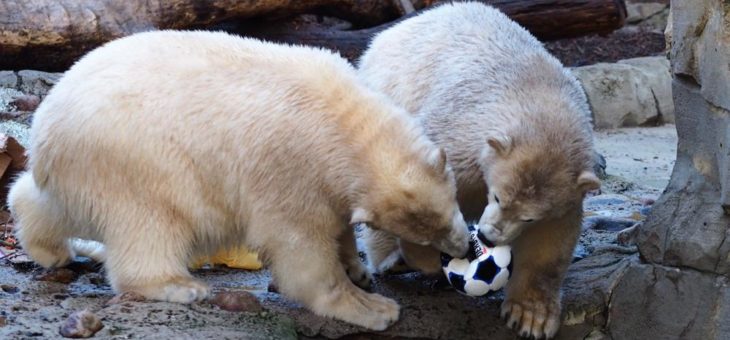 Eisbären-Zwillinge Anna und Elsa feiern ihren ersten Geburtstag