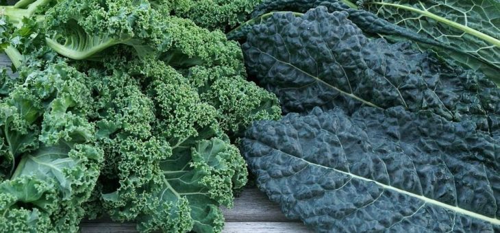 Grünkohl und Schwarzkohl: Heimisches „Superfood“ für die kalte Jahreszeit