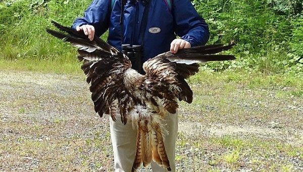 Verabschiedet sich der NABU vom Natur- und Artenschutz?