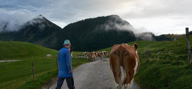 Neu im Sortiment von Transgourmet Ursprung: Kaiser Felsenkeller Biokäse und Käsesorten aus dem Allgäu