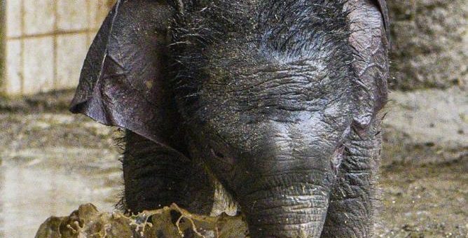 Elefant Otto beim Schlammbaden