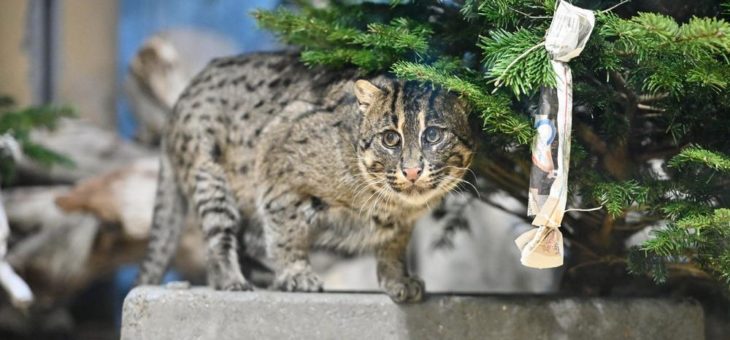 Weihnachtsfreude in Hellabrunn