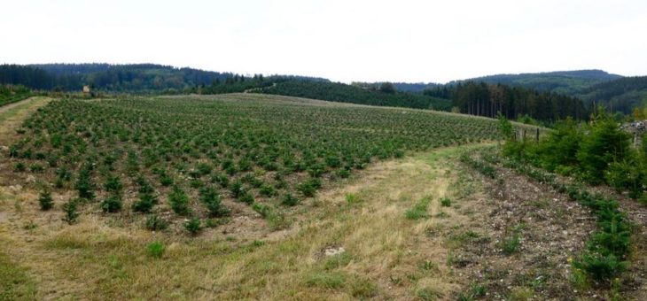 Naturschutzinitiative e.V. (NI) fordert Schutzkonzept für Buchenwälder im Hochsauerland