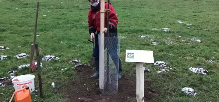 Gemeinde Fischbachtal, Geo-Naturpark und NABU-Ortsgruppe: Weiterer Jahresbaum auf der Wiese der Obstsorten des Jahres gepflanzt