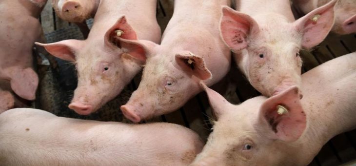 LANXESS will Desinfektions- und Hygieneanbieter Theseo übernehmen