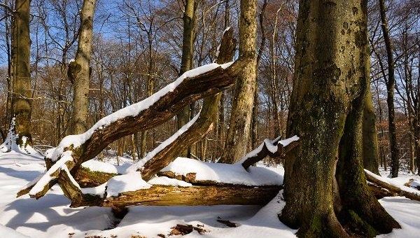 Umweltverband Naturschutzinitiative e.V. (NI) kritisiert ehemalige Umweltministerin Höfken