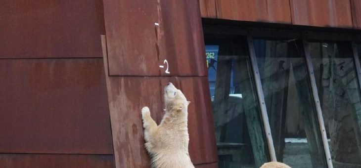 Großes Zählen im Erlebnis-Zoo Hannover
