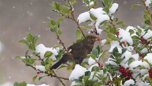 Naturschutzinitiative e.V. (NI): Vogelernährung und -fütterung im Winter – Aber richtig!