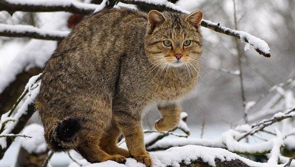 Wildkatzen und ihre Lebensräume schützen!