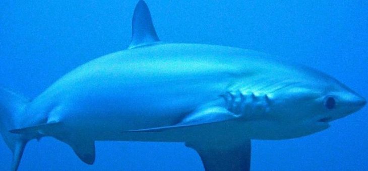 Projekt für nachhaltige Fischerei, Haischutz, Korallenrestauration & Umweltbildung auf der Insel Malapascua (Philippinen)