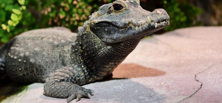 Zootier des Jahres 2021: Das Krokodil