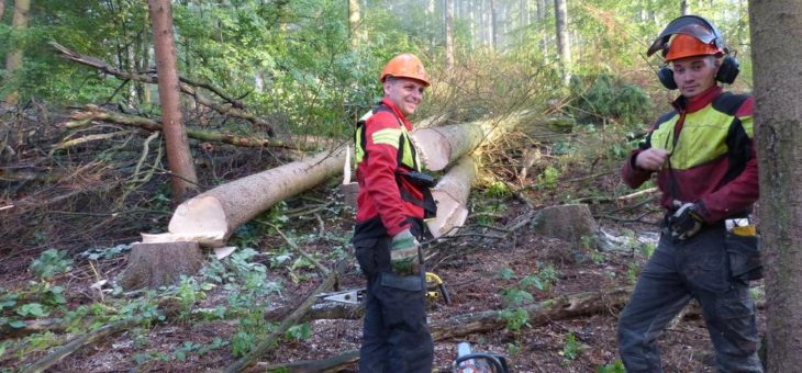 Statt Fichtenwald mehr Bergwiese um Altenau