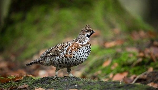 Umweltverband Naturschutzinitiative e.V. (NI) fordert Schutz des Haselhuhns