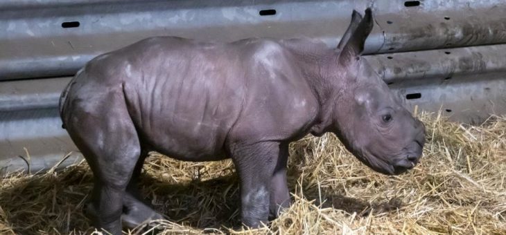 „Die bisher beste Nachricht des Jahres“: Europas erstes Breitmaulnashornbaby 2021 ist im Serengeti-Park geboren!