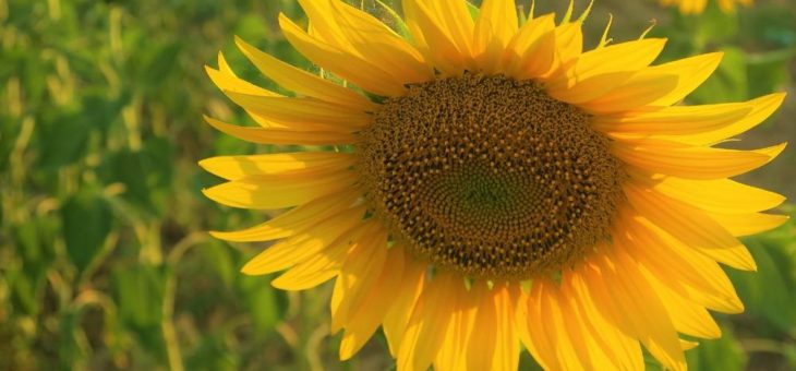 Was kostet eine Heizung zum Mieten?