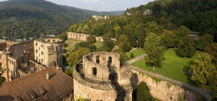 Umgestürzt trotz enger Überwachung: Spitzahorn am Schloss
