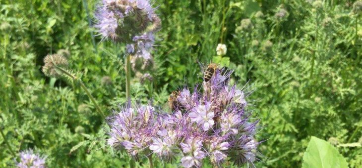 Insektenschutzgesetz: „Kooperation statt Verbote!“