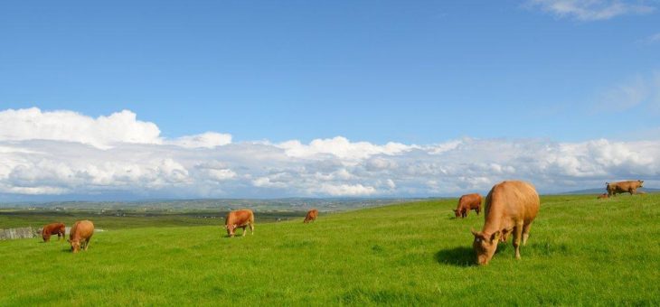 Mehrwert Tierwohl: Irische Agrartechnik-Unternehmen etablieren weltweite Standards in der Nutztierhaltung