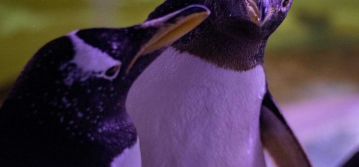 Hellabrunner Polarwelt ohne Eselspinguine