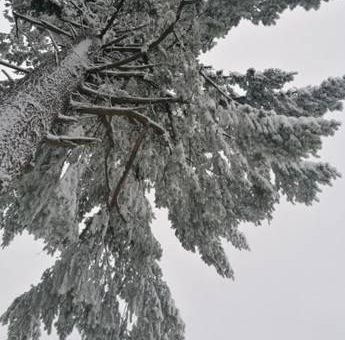 Extreme Wetterlage  – Die Niedersächsischen Landesforsten warnen vor dem Betreten der Wälder