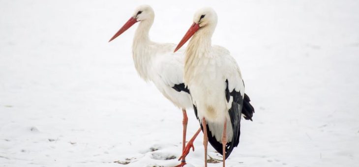 Erste Wildstörche im Tierpark sind zurück
