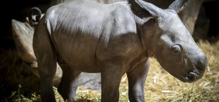 Große Freude über ein ganz besonderes Jubiläum: Die 50. Nashorngeburt im Serengeti-Park