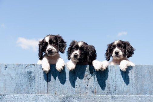 Hundeboom in Deutschland: Tierversicherungen mit Rekordzahlen