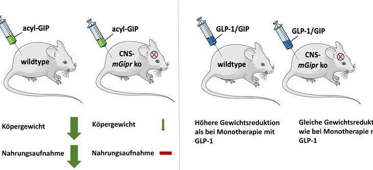 Neuer Ansatzpunkt für Entwicklung medikamentöser Behandlung von Adipositas und Typ-2-Diabetes