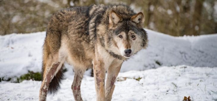 Wolf Asslan ist verstorben