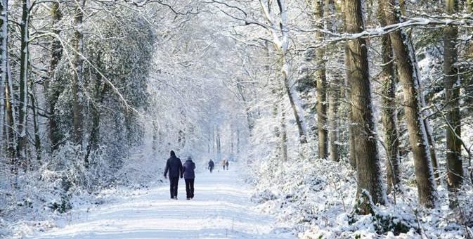 Niedersächsische Landesforsten informieren: Frost im Forst kein Problem