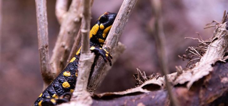 Hellabrunn unterstützt Amphibienfonds