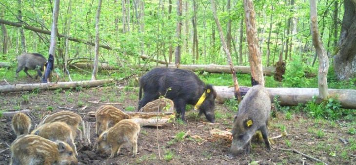 Ergebnisse des Schwarzwild-Forschungsprojektes Hainich digital vorgestellt
