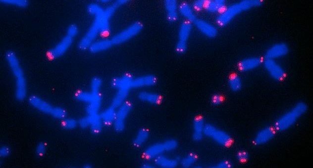 Krankheitsverlauf bei kindlichen Tumoren: Verlängerung der Chromosomenenden begünstigt Rückfälle