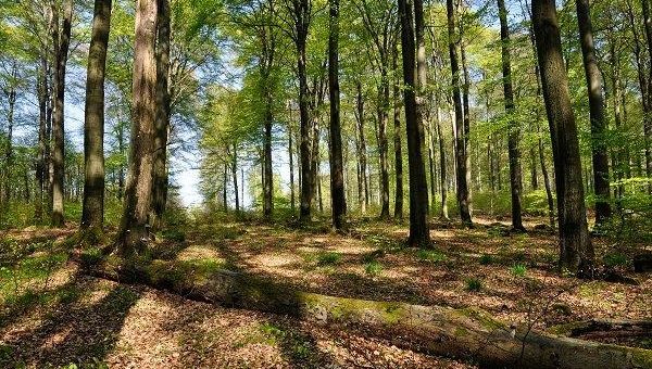 EU-Kommission verklagt Deutschland wegen unzureichendem Naturschutz und mangelhafter Umsetzung der FFH-Richtlinie