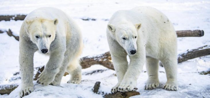 Am Samstag ist Internationaler Eisbärentag