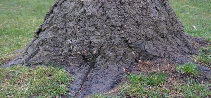 Noch schnell einen Baum fällen? Ab März gilt neues Baumschutzgesetz