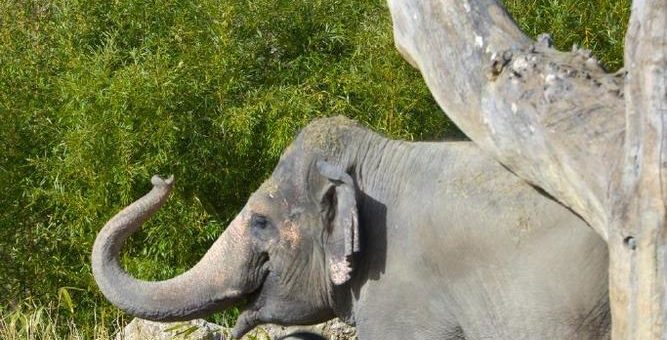 Otto zum ersten Mal auf der Außenanlage