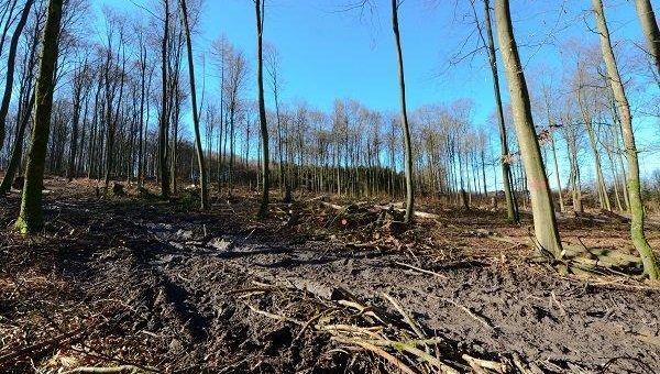 Umweltverband Naturschutzinitiative e.V. (NI) und Buchenwaldexperte Norbert Panek kritisieren Kahlschlag im Helferskirchener Buchenforst