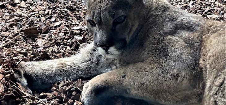 Große Trauer im Zoo am Meer – Puma-Katzen Ayla und Nala verstorben