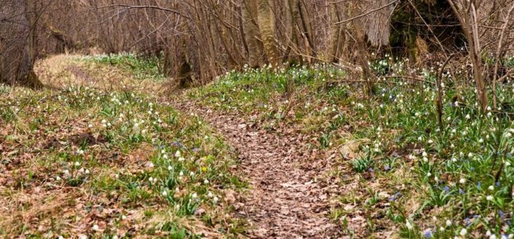 Wandersaison auf dem DonAUwald- Wanderweg eröffnet