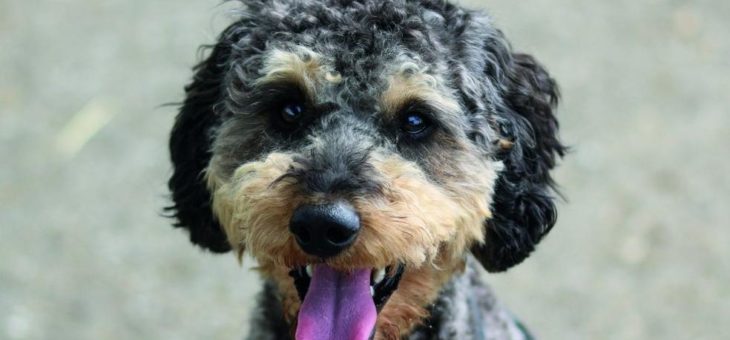 Neu bei MentaCare in Stuttgart: Therapiehund Milo unterstützt Behandlung