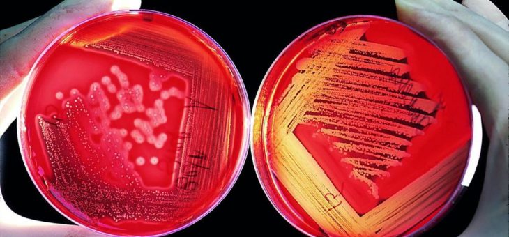 Internationaler Antibiotika-Tag: Effektiver Einsatz, Eindämmung von Resistenzen