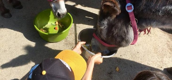 Spiel und Spaß für 7-12-Jährige in der Natur