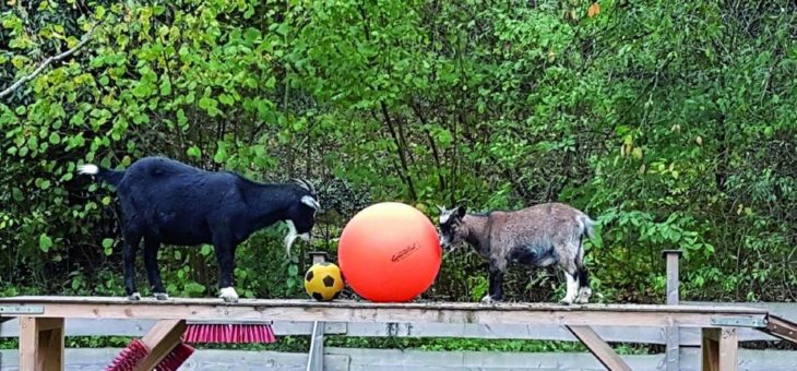 Tierische Faschingsparty mit Eseln, Enten, Ziegen und Hühnern