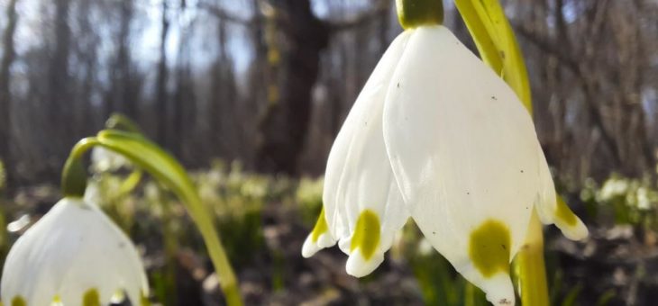 Märzenbecher stehen in voller Blüte