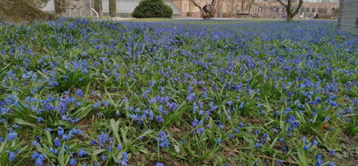 Blaues Blütenmeer im Botanischen Garten: Scilla sind die Frühjahrsboten