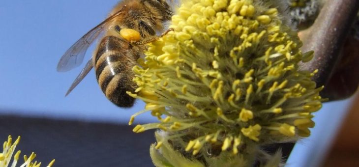 Pause für Säge und Heckenschere bedeutet Blüten für Insekten zu erhalten