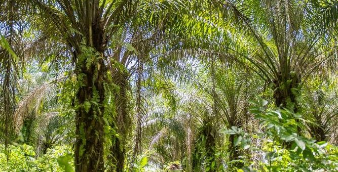 Rapunzel bei den Spitzenreitern für nachhaltiges Palmöl