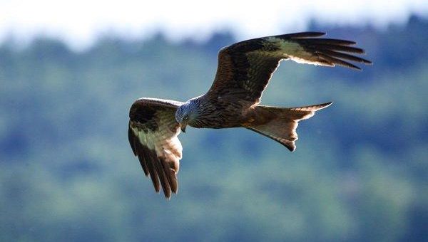 Fünf Windenergieanlagen des Windparks Dahlem IV dürfen weiter gebaut werden