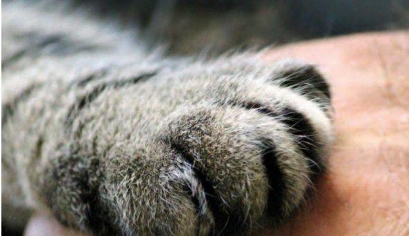 Wenn ein geliebtes Tier stirbt: Gefühle und Strategien bei der Bewältigung der Trauer um Haustiere